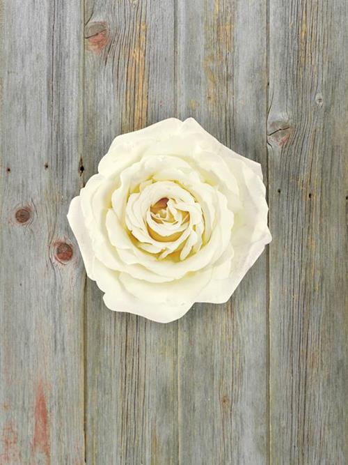 Wholesale Vitality White Garden Roses Delivered Online FlowerFarm